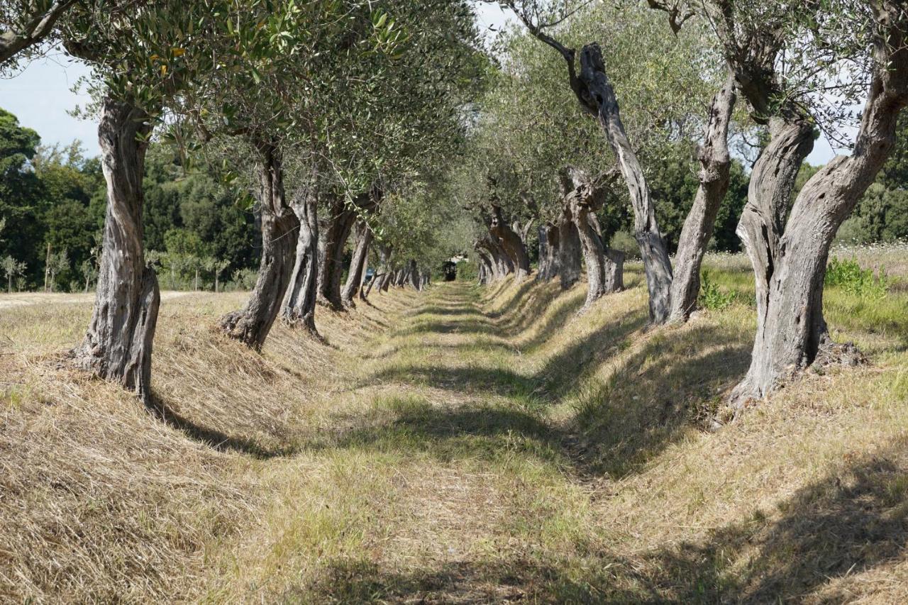 Agriturismo Cheloni Guasticce Luaran gambar